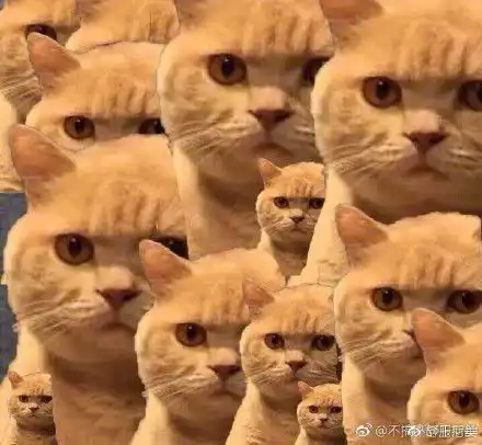 可爱动物qq表情包