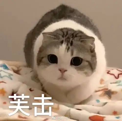 猫咪表情包香香软软的小泡芙专场今天是甜甜的小猫咪鸭