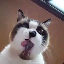 这只猫,鼻子和嘴巴竟然那么与众不同,好牛的样子