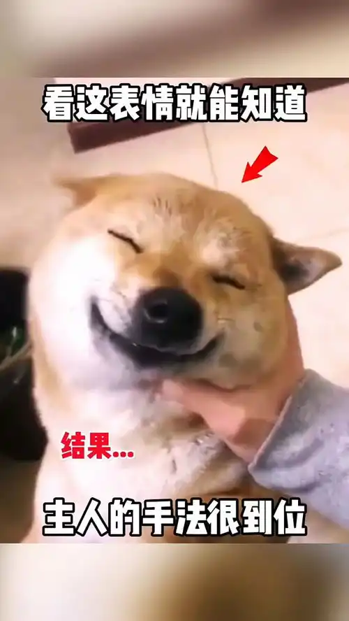 搞笑的表情视频主人