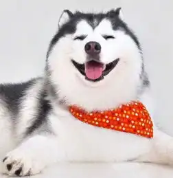 盘点最爱笑的,5大狗狗,个个都是微笑天使