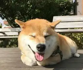 哈士奇柴犬搞笑表情包面