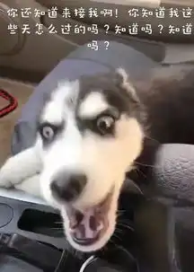 网友到医院接哈士奇,本想是温馨的场景,结果看到它的表情后笑疯了