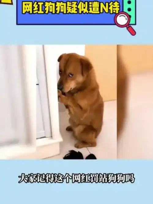 小胖科学家疑似n狗,在衣服上别针,偷偷拿出来扎狗怪不得感觉狗狗很委屈小胖科学家