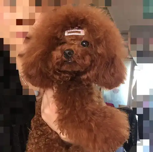 除了哈士奇,泰迪也是有表情的