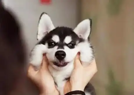 表情哈士奇也要打工赚钱,为这家咖啡馆服务,还要时刻摆pose与人合影表情