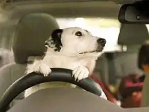 教授传授给你最高逼格的驾车泡妞大法搜狐汽