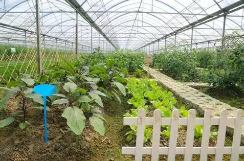 这是一处特殊农场,主人是星星的孩子搜狐