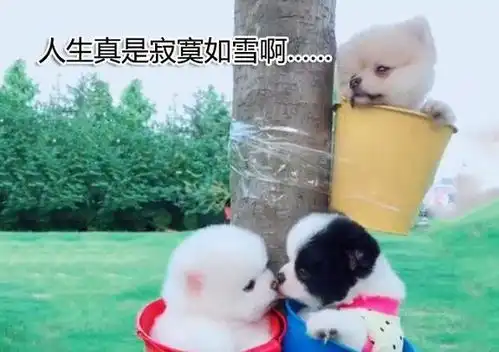 3只狗狗拍满月照,有2只突然秀起了恩爱,第3只表情笑哭众人